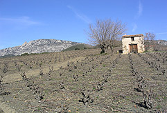 Old Grenache vines on Schisteous soils.